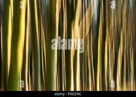 22-01-15 Tyninghame boschi, North Berwick, East Lothian, Scozia, Regno Unito. Immagini sfocate, alberi astratti. Foto scattata con una lenta velocità di otturazione e movimento. Foto: Foto Stock