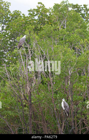 Bianco-mare panciuto-eagle (Haliaeetus leucogaster) nella Kimberley Foto Stock