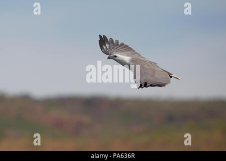 Bianco-mare panciuto-eagle (Haliaeetus leucogaster) in volo - Il Kimberley Foto Stock