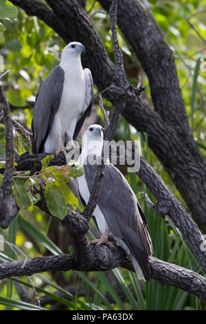 Bianco-mare panciuto-eagle (Haliaeetus leucogaster) nella Kimberley Foto Stock