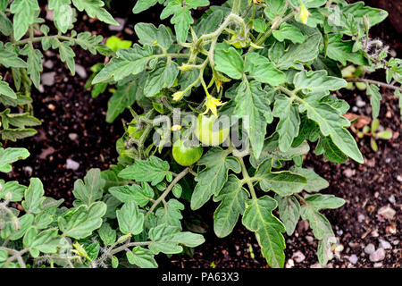 Il pomodoro cherry bush con verde acerbi mini pomodori, giallo fiori e boccioli in crescita nel giardino - Il fuoco selettivo Foto Stock