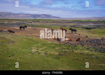 Cavalli islandesi vicino al lago Hlidarvatn sul bordo di Reykjanesskagi - penisola meridionale vicino Selvogur comunità nel sud-ovest dell'Islanda Foto Stock