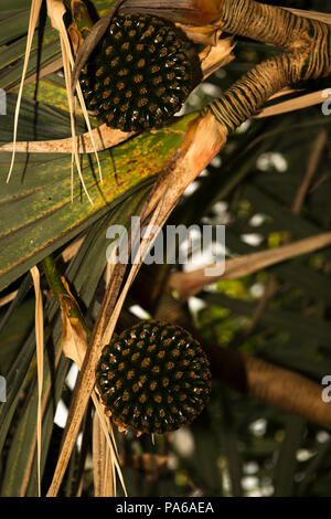 Screwpine (Pandanus tectorius) Foto Stock