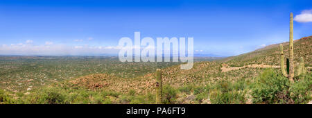 Cactus cresce nel cielo area delle isole della zona inferiore di Mount Lemmon in Arizona Foto Stock