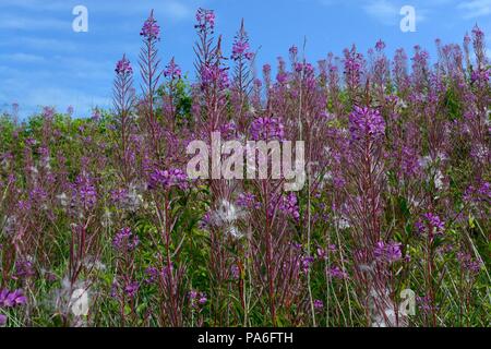 Rosebay willow herb Chamaenerion angustifolium fiori contro un cielo blu Foto Stock