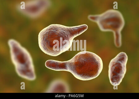 Mycoplasma genitalium batteri, illustrazione. Si tratta di un trasmesso sessualmente organismo che provoca la non-da gonococchi uretriti negli uomini e nelle diverse patologie infiammatorie del tratto riproduttivo sindromi nella donna come cervicite, malattie infiammatorie pelviche e sterilità. Come di 2018, il suo sviluppo di resistenza agli antibiotici significa che ci sono timori che potrebbe propagarsi fuori controllo come una "uperbug'. Foto Stock