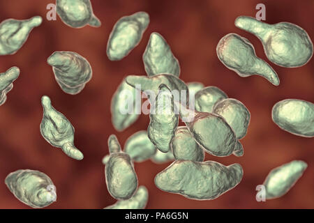 Mycoplasma genitalium batteri, illustrazione. Si tratta di un trasmesso sessualmente organismo che provoca la non-da gonococchi uretriti negli uomini e nelle diverse patologie infiammatorie del tratto riproduttivo sindromi nella donna come cervicite, malattie infiammatorie pelviche e sterilità. Come di 2018, il suo sviluppo di resistenza agli antibiotici significa che ci sono timori che potrebbe propagarsi fuori controllo come una "uperbug'. Foto Stock