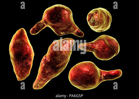 Mycoplasma genitalium batteri, illustrazione. Si tratta di un trasmesso sessualmente organismo che provoca la non-da gonococchi uretriti negli uomini e nelle diverse patologie infiammatorie del tratto riproduttivo sindromi nella donna come cervicite, malattie infiammatorie pelviche e sterilità. Come di 2018, il suo sviluppo di resistenza agli antibiotici significa che ci sono timori che potrebbe propagarsi fuori controllo come una "uperbug'. Foto Stock