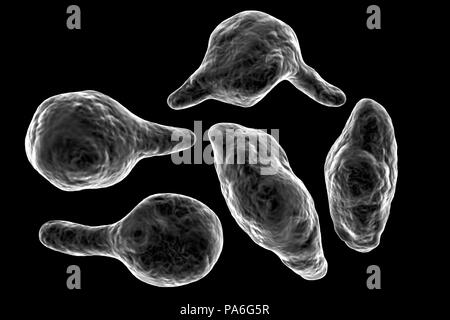 Mycoplasma genitalium batteri, illustrazione. Si tratta di un trasmesso sessualmente organismo che provoca la non-da gonococchi uretriti negli uomini e nelle diverse patologie infiammatorie del tratto riproduttivo sindromi nella donna come cervicite, malattie infiammatorie pelviche e sterilità. Come di 2018, il suo sviluppo di resistenza agli antibiotici significa che ci sono timori che potrebbe propagarsi fuori controllo come una "uperbug'. Foto Stock