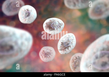 Pneumocystis jirovecii (precedentemente noto come Pneumocystis carinii), opportunistiche di lievito come fungo che provoca la polmonite in pazienti con HIV, illustrazione del computer. Foto Stock