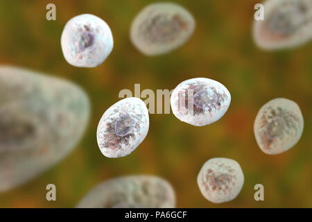 Pneumocystis jirovecii (precedentemente noto come Pneumocystis carinii), opportunistiche di lievito come fungo che provoca la polmonite in pazienti con HIV, illustrazione del computer. Foto Stock