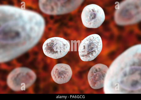Pneumocystis jirovecii (precedentemente noto come Pneumocystis carinii), opportunistiche di lievito come fungo che provoca la polmonite in pazienti con HIV, illustrazione del computer. Foto Stock