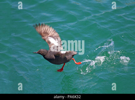 Pigeon Guillemot decollare da verde acqua Foto Stock