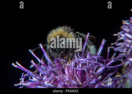 Animale e fiore sia portare armi, aghi appuntiti e stinger Foto Stock