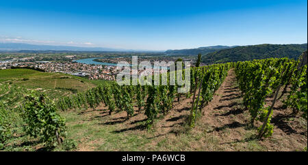 Hermitage vigneti a Tain l'Hermitage, la Valle del Rodano, Francia Foto Stock