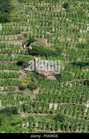 Vigneti della Côte-Rôtie a Ampuis, Rhône, Francia Foto Stock