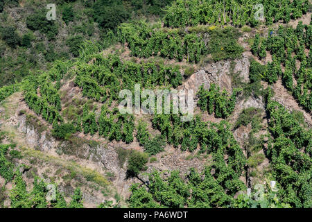 Vigneti della Côte-Rôtie a Ampuis, Rhône, Francia Foto Stock