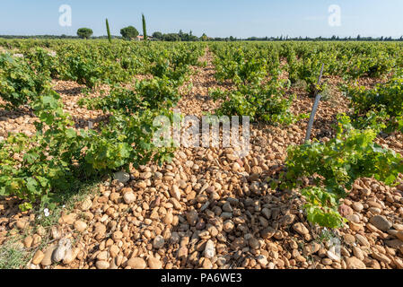 Gobelet-vigneti a Beaucastel, Châteauneuf-du-Pape, Vaucluse Francia Foto Stock