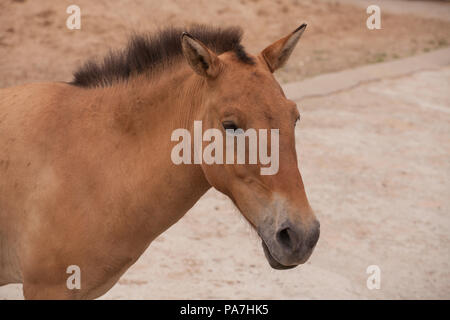 Di Przewalski Wild Horse ritratto nel parco di safari Foto Stock