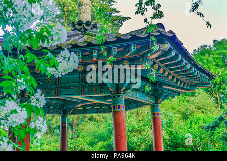 Il coreano Pagoda Bianca Apple Blossoms Van Dusen Garden Vancouver Canada Foto Stock