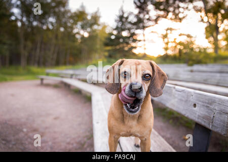 Pug Mix cane leccare le labbra all'aperto su una panchina nel parco Foto Stock