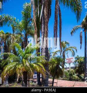 Le palme a Wangara stazione dei vigili del fuoco, wanneroo, Perth, Australia occidentale il Natale 2017 Foto Stock