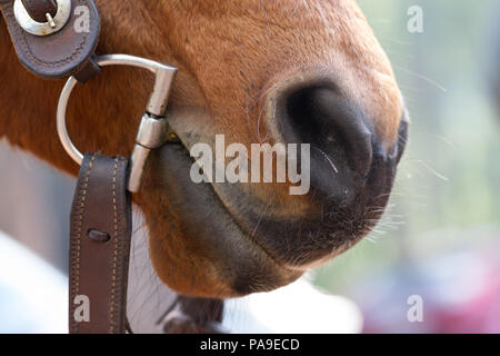 Vista dettagliata del naso del cavallo con la narice, bocca e bit Foto Stock