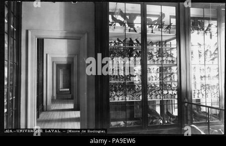 209 Quartier Vieux-Quebec - Universite Laval - Musee de zoologie BAnQ P560S1P414 Foto Stock