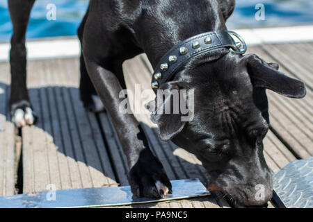 Amstaff sul lago Foto Stock