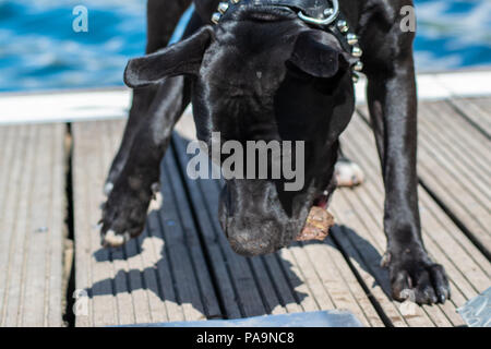 Amstaff sul lago Foto Stock