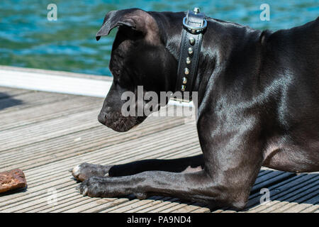 Amstaff sul lago Foto Stock