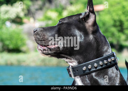 Amstaff sul lago Foto Stock