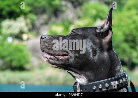 Amstaff sul lago Foto Stock