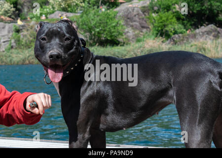 Amstaff sul lago Foto Stock