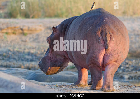 Ippopotamo (Hippopotamus amphibius) in piedi nel letto del fiume Olifants con due red-oxpeckers fatturate sul suo retro, il Parco Nazionale Kruger, Sud Africa Foto Stock