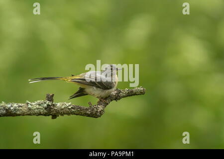 Gray Wagtail ; Motacilla cinerea, capretti, sul bordo di un lago di Buckinghamshire,metà estate Foto Stock