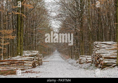 Percorso in una foresta invernale con un pile di registri sui lati. Siek, Germania Foto Stock