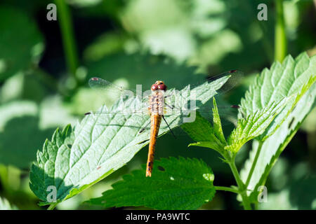 Brown libellula europea. Vagrant darter si siede su una foglia di ortica (Sympetrum vulgatum) Foto Stock
