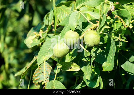 La maturazione dei frutti di una noce comune in una buccia verde tra il fogliame verde (Juglans regia) Foto Stock