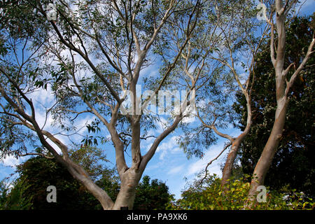 Tasmanian alberi di eucalipto contro un cielo blu con nuvole Foto Stock