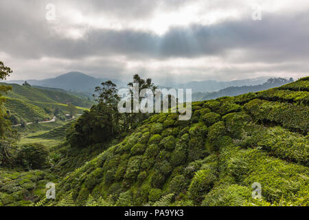 Le piantagioni di tè in Cameron Highlands, Malaysia Foto Stock