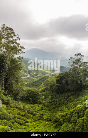 Le piantagioni di tè in Cameron Highlands, Malaysia Foto Stock
