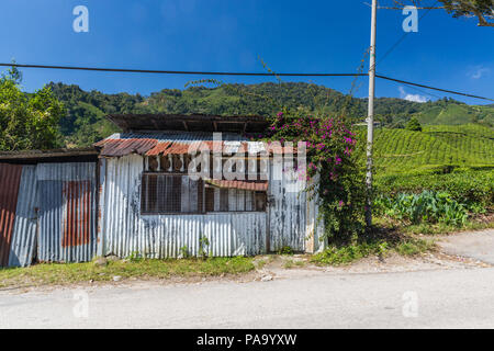 Le piantagioni di tè in Cameron Highlands, Malaysia Foto Stock