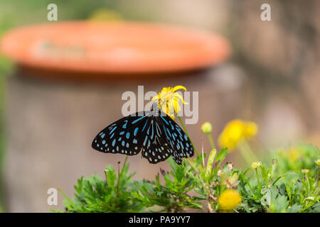 Blu scuro Tiger butterfly - Tirumala septentrionis Foto Stock