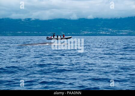 Enorme balenottera affioranti nei pressi di una barca per fare whale watching Foto Stock