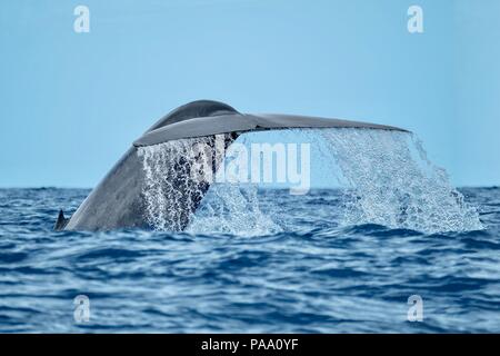 Animale più grande del mondo Foto Stock