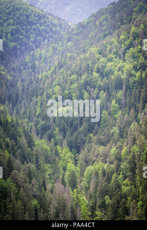 Bosco visto da Tomasovsky vyhlad punto di visualizzazione sul lato sinistro del fiume Hornad valley in Paradiso Slovacco National Park, Slovacchia Foto Stock