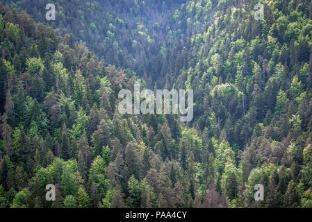 Bosco visto da Tomasovsky vyhlad punto di visualizzazione sul lato sinistro del fiume Hornad valley in Paradiso Slovacco National Park, Slovacchia Foto Stock