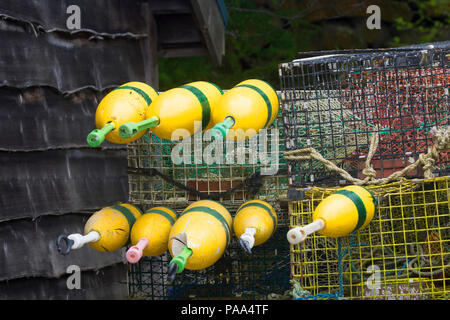 Lobster marcia memorizzata su un molo in South Bristol, Maine, Stati Uniti d'America Foto Stock