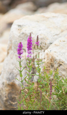 Purple Loosestrife (Lythrum salicaria) crescita selvaggia lungo la costa nel punto dell'oceano, Maine, Stati Uniti d'America Foto Stock